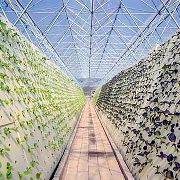 Aeroponics Hydroponics green house