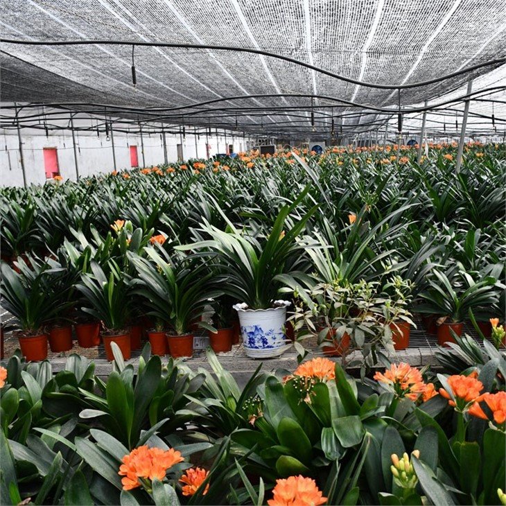Flowers and Plants GreenHouses