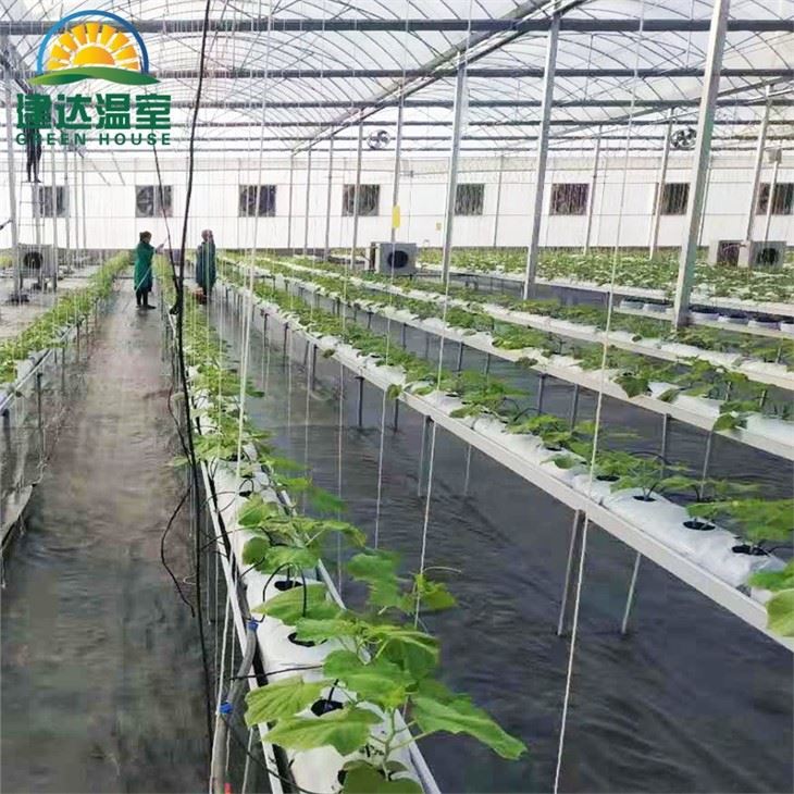 Greenhouse Hydroponic Plant With Cummber