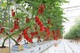 الزراعة في الأماكن المغلقة GreenHouses