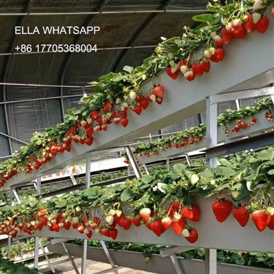 طرق الإدارة لزراعة الفراولة في الدفيئات